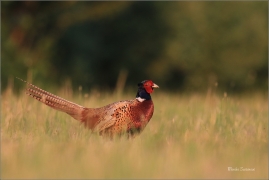 <p>BAŽANT OBECNÝ (Phasianus colchicus) - jižní Morava ---- /Common peansant - Fasan/</p>